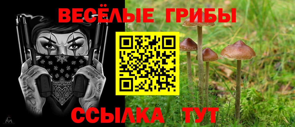 Псилоцибиновые грибы Cubensis  Вход с VPN  Кисловодск 